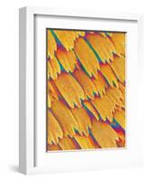 Scales of a Swallowtail Butterfly-Micro Discovery-Framed Photographic Print