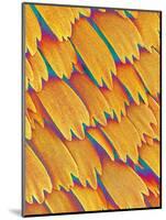 Scales of a Swallowtail Butterfly-Micro Discovery-Mounted Photographic Print