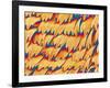 Scales of a Swallowtail Butterfly-Micro Discovery-Framed Photographic Print