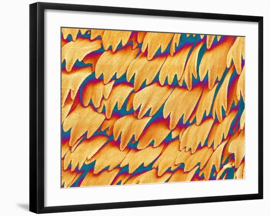 Scales of a Swallowtail Butterfly-Micro Discovery-Framed Photographic Print