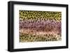 Scales of Rainbow Trout-Matt Jones-Framed Photographic Print