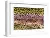 Scales of Rainbow Trout-Matt Jones-Framed Photographic Print