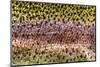 Scales of Rainbow Trout-Matt Jones-Mounted Photographic Print