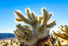 Cholla Cactus Seen in Joshua Tree National Park with Bright Blue Sky Background.-Scalia Media-Photographic Print