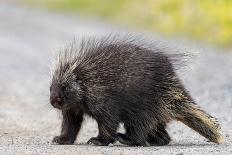 Wild Porcupine in Outdoor Environment, Crossing the Alaska Highway in Summer Time. Quills, Feet And-Scalia Media-Framed Photographic Print