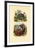 Scallop, 1833-39-null-Framed Giclee Print