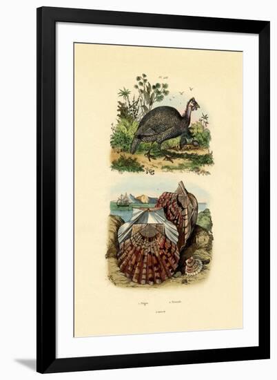 Scallop, 1833-39-null-Framed Giclee Print