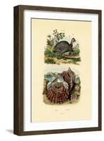 Scallop, 1833-39-null-Framed Giclee Print