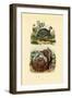 Scallop, 1833-39-null-Framed Giclee Print