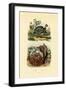 Scallop, 1833-39-null-Framed Giclee Print