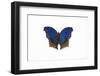 Scallop Butterfly Salamis Temora from Africa-Darrell Gulin-Framed Photographic Print