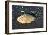 Scallop Empty Shell of a Scallop Washed Ashore-null-Framed Photographic Print