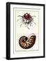 Scallop over Nautilus-null-Framed Art Print
