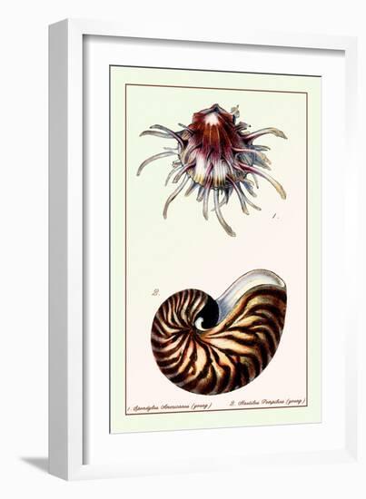 Scallop over Nautilus-null-Framed Art Print