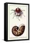 Scallop over Nautilus-null-Framed Stretched Canvas