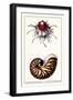 Scallop over Nautilus-null-Framed Art Print