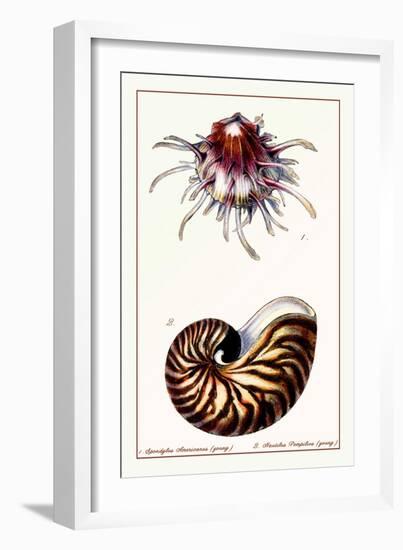 Scallop over Nautilus-null-Framed Art Print