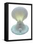 Scallop Shell And Pearl-Gavin Kingcome-Framed Stretched Canvas