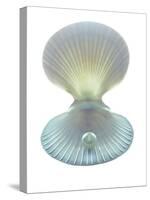 Scallop Shell And Pearl-Gavin Kingcome-Stretched Canvas