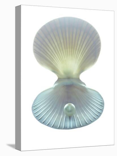 Scallop Shell And Pearl-Gavin Kingcome-Stretched Canvas