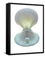 Scallop Shell And Pearl-Gavin Kingcome-Framed Stretched Canvas