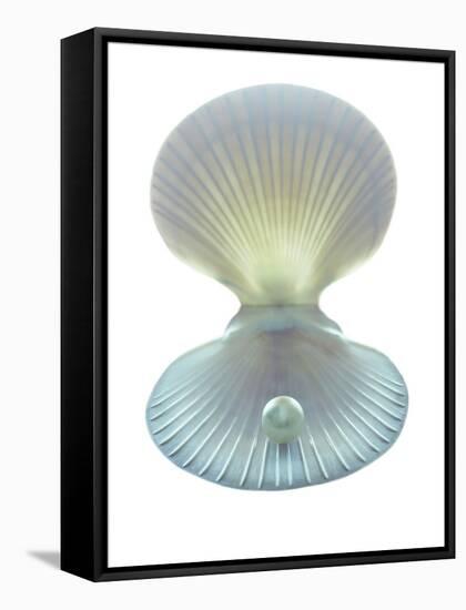 Scallop Shell And Pearl-Gavin Kingcome-Framed Stretched Canvas