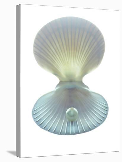 Scallop Shell And Pearl-Gavin Kingcome-Stretched Canvas