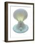 Scallop Shell And Pearl-Gavin Kingcome-Framed Photographic Print