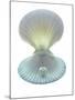 Scallop Shell And Pearl-Gavin Kingcome-Mounted Photographic Print