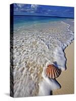 Scallop Shell in the Surf-Martin Harvey-Stretched Canvas