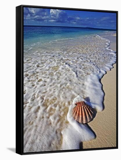 Scallop Shell in the Surf-Martin Harvey-Framed Stretched Canvas