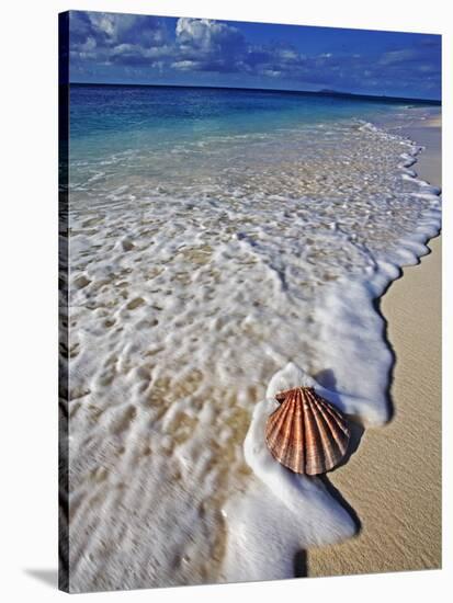 Scallop Shell in the Surf-Martin Harvey-Stretched Canvas