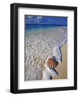 Scallop Shell in the Surf-Martin Harvey-Framed Premium Photographic Print