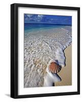 Scallop Shell in the Surf-Martin Harvey-Framed Photographic Print