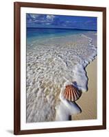 Scallop Shell in the Surf-Martin Harvey-Framed Photographic Print