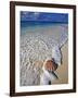 Scallop Shell in the Surf-Martin Harvey-Framed Photographic Print