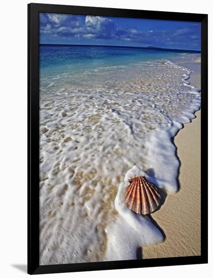 Scallop Shell in the Surf-Martin Harvey-Framed Photographic Print