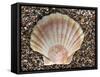 Scallop Shell on Beach, Normandy, France-Philippe Clement-Framed Stretched Canvas