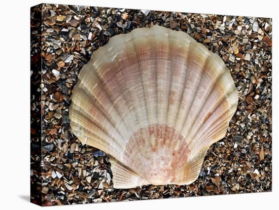 Scallop Shell on Beach, Normandy, France-Philippe Clement-Stretched Canvas