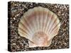 Scallop Shell on Beach, Normandy, France-Philippe Clement-Stretched Canvas