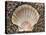 Scallop Shell on Beach, Normandy, France-Philippe Clement-Stretched Canvas