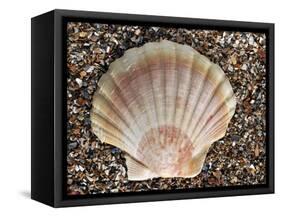 Scallop Shell on Beach, Normandy, France-Philippe Clement-Framed Stretched Canvas