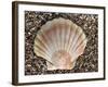 Scallop Shell on Beach, Normandy, France-Philippe Clement-Framed Photographic Print