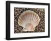 Scallop Shell on Beach, Normandy, France-Philippe Clement-Framed Photographic Print