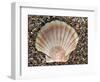 Scallop Shell on Beach, Normandy, France-Philippe Clement-Framed Photographic Print