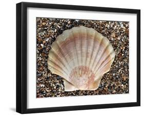 Scallop Shell on Beach, Normandy, France-Philippe Clement-Framed Photographic Print