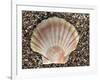 Scallop Shell on Beach, Normandy, France-Philippe Clement-Framed Photographic Print