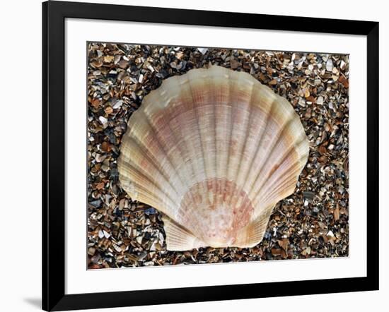 Scallop Shell on Beach, Normandy, France-Philippe Clement-Framed Photographic Print