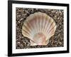 Scallop Shell on Beach, Normandy, France-Philippe Clement-Framed Photographic Print