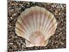 Scallop Shell on Beach, Normandy, France-Philippe Clement-Mounted Photographic Print